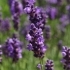 Lavandula angustifolia 'Peter Pan' -- Lavendel